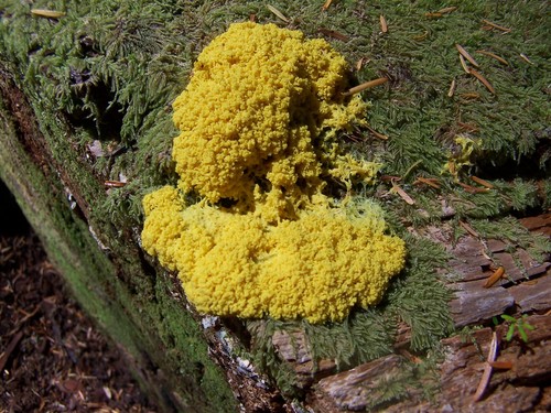 Fungi nonlichenized - Habit